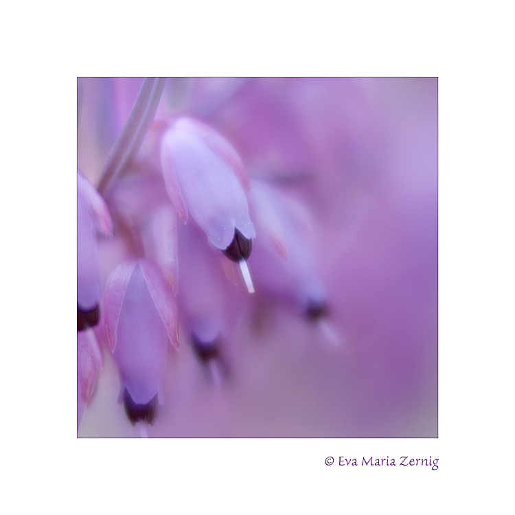 Schneeheide (Erica carnea)