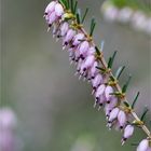 Schneeheide (Erica carnea)..