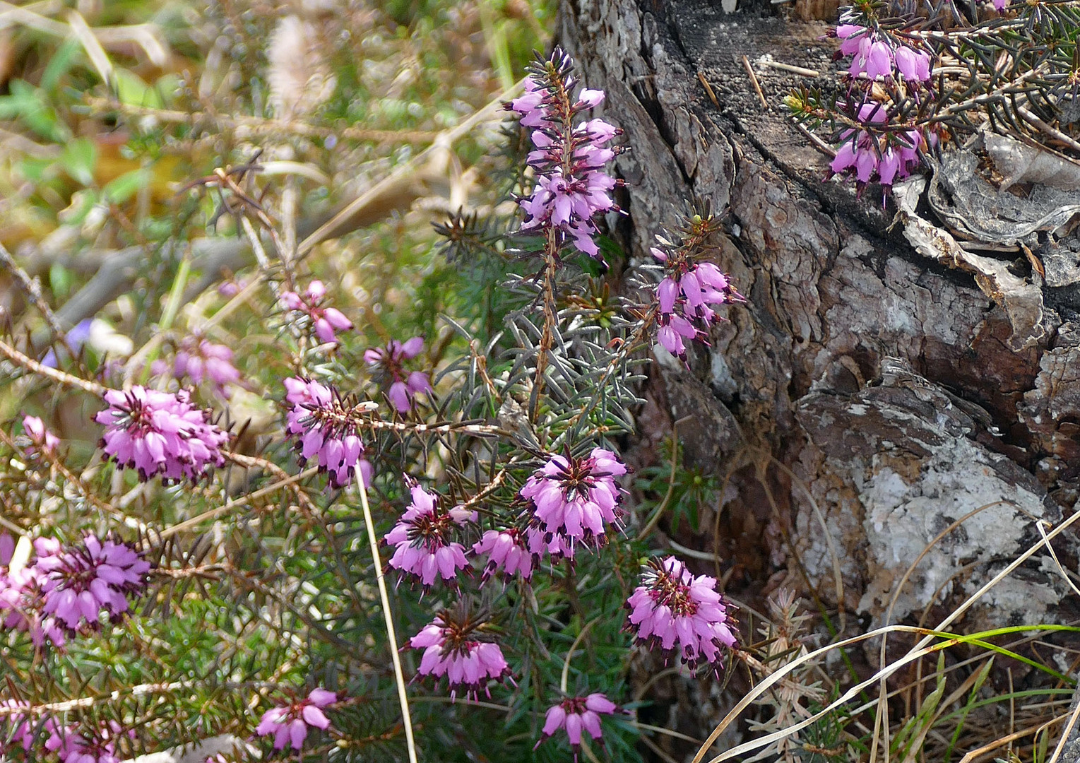 Schneeheide (Erica carnea)