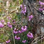 Schneeheide (Erica carnea)