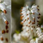 Schneeheide – Erica carnea