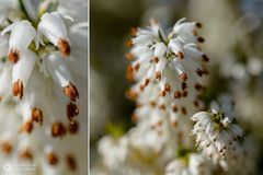 Schneeheide – Erica carnea