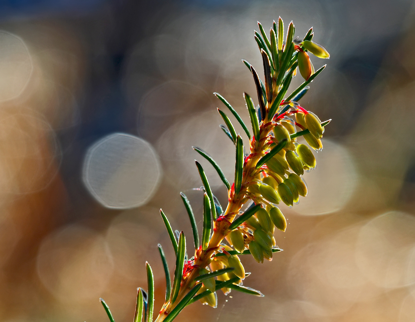 Schneeheide (Erica carnea) - La bruyère des Alpes.