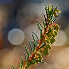 Schneeheide (Erica carnea) - La bruyère des Alpes.