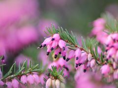 Schneeheide rosa