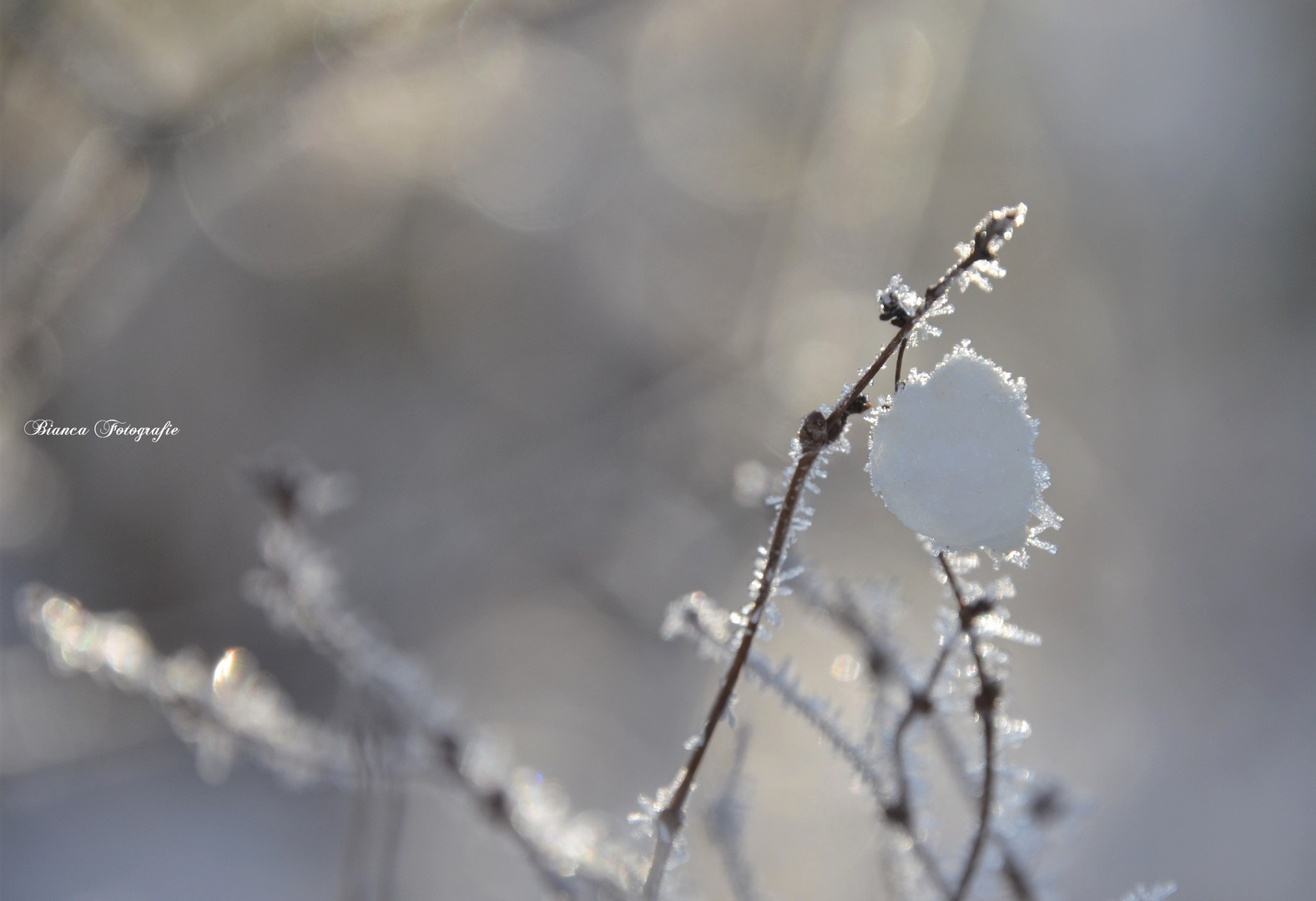 Schneeherz~