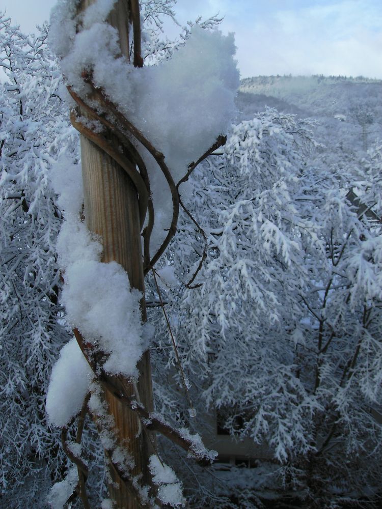 Schneeherz