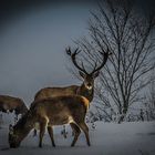 Schnee:Hirsch