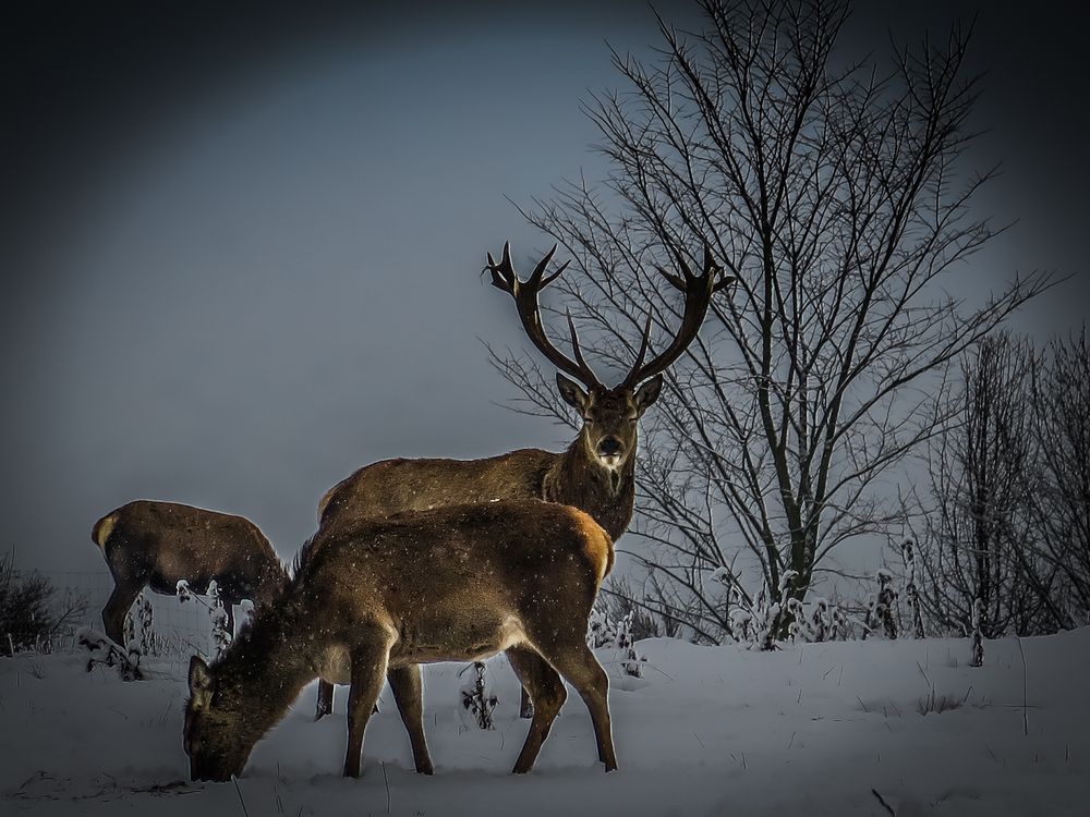 Schnee:Hirsch