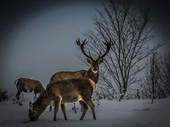 Schnee:Hirsch