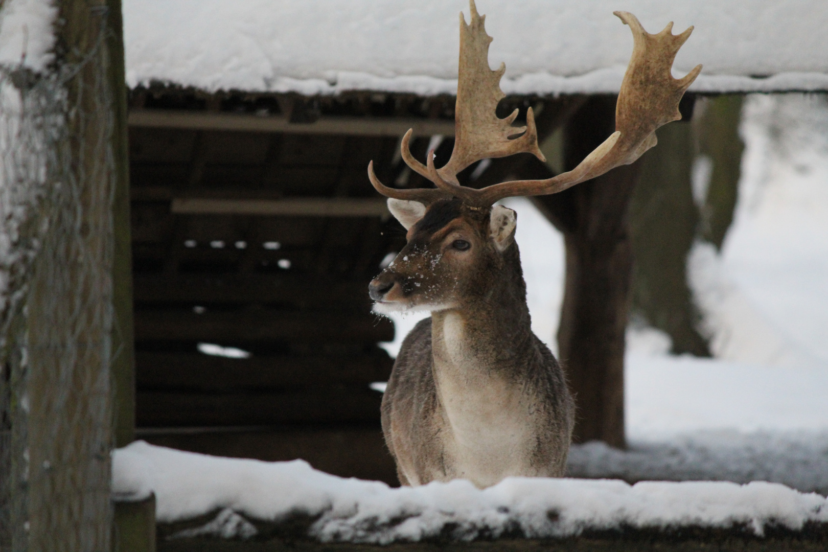 Schneehirsch