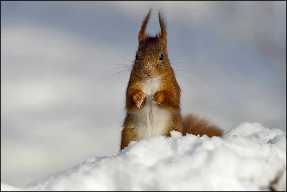 Schneehörnchen