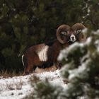 Schneehörnchen