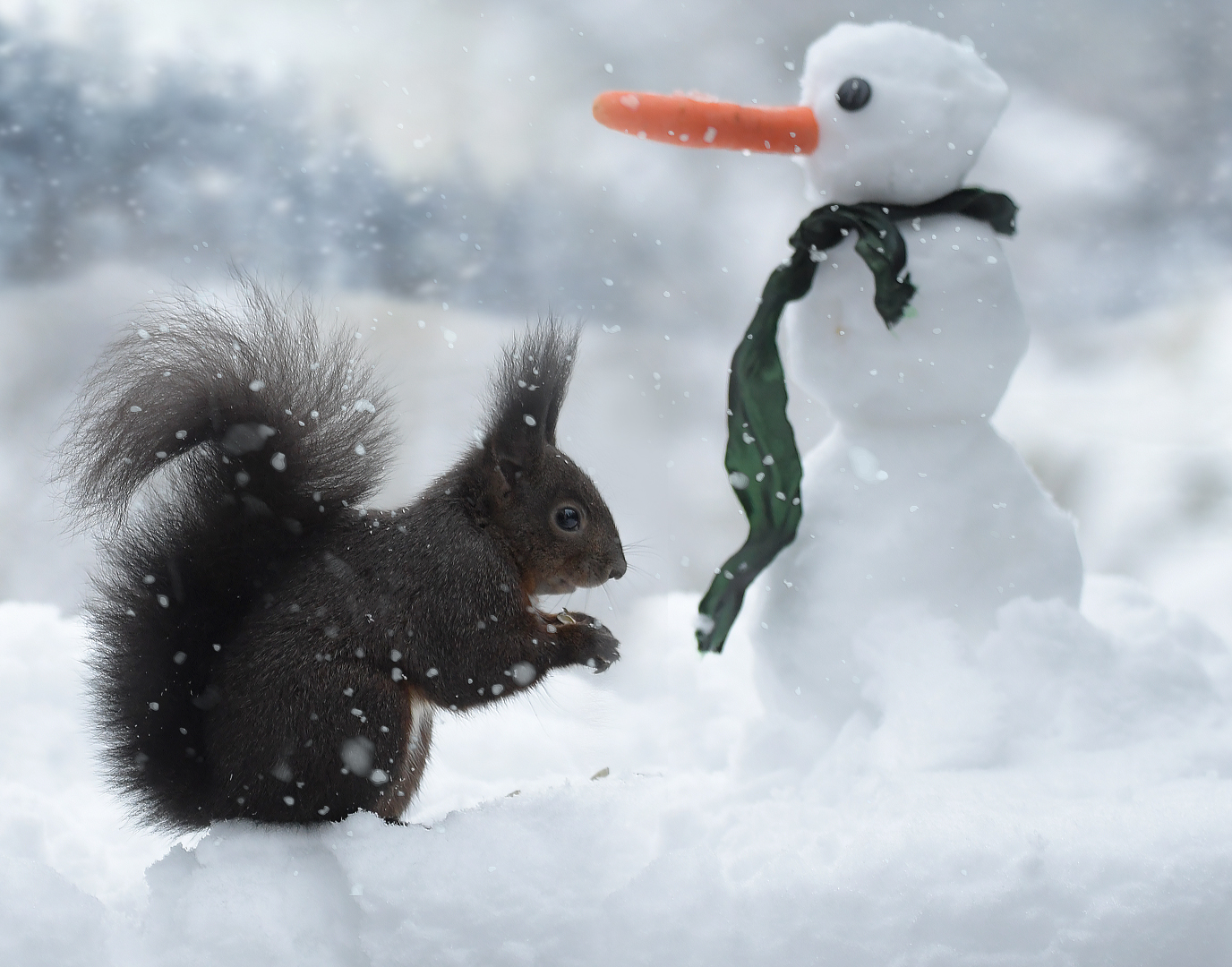 Schneehörnchen