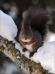 Schneehörnchen