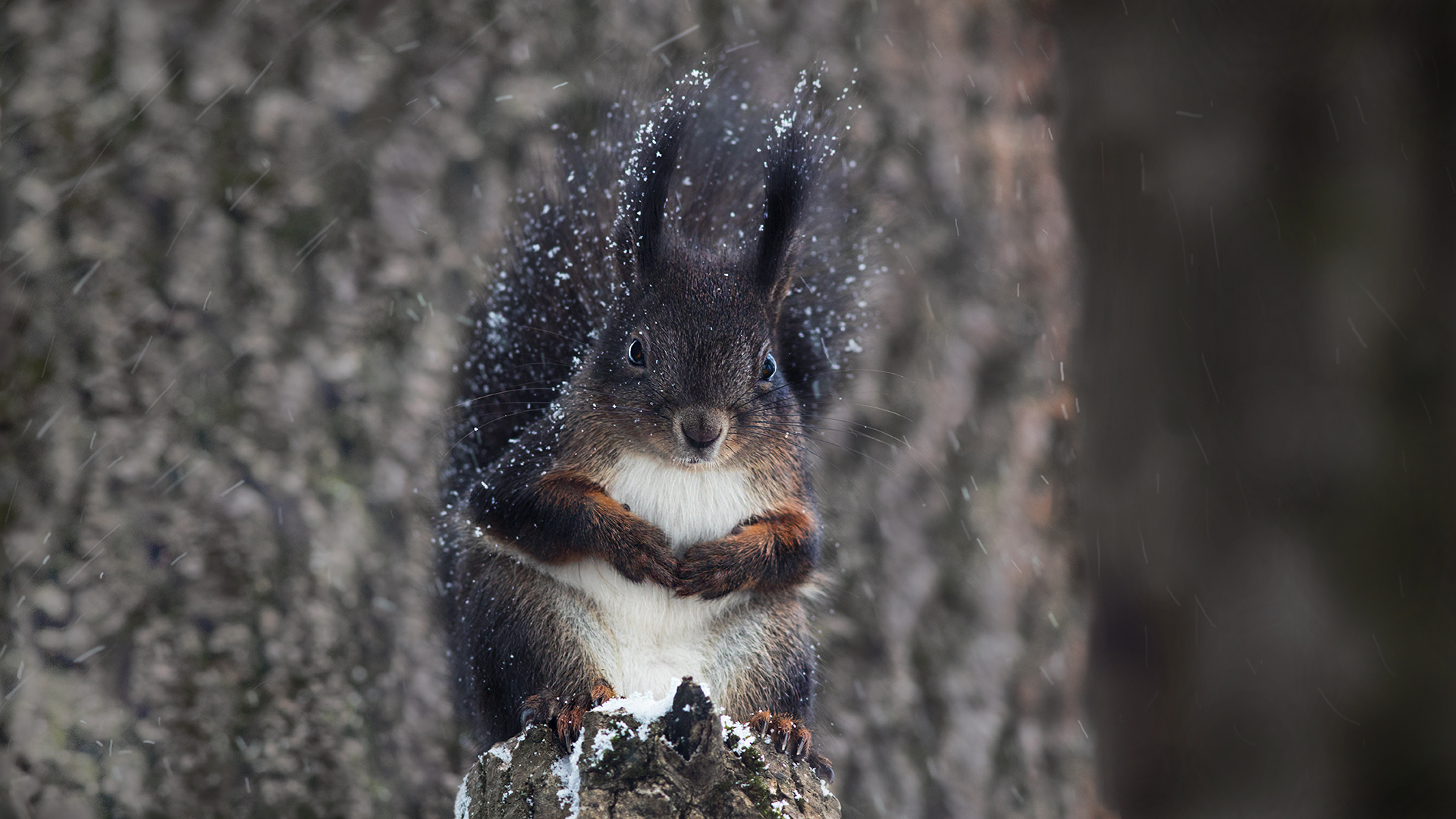 Schneehörnchen