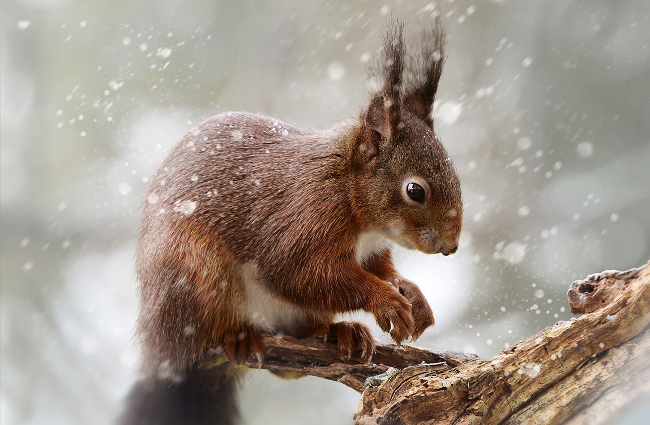 Schneehörnchen