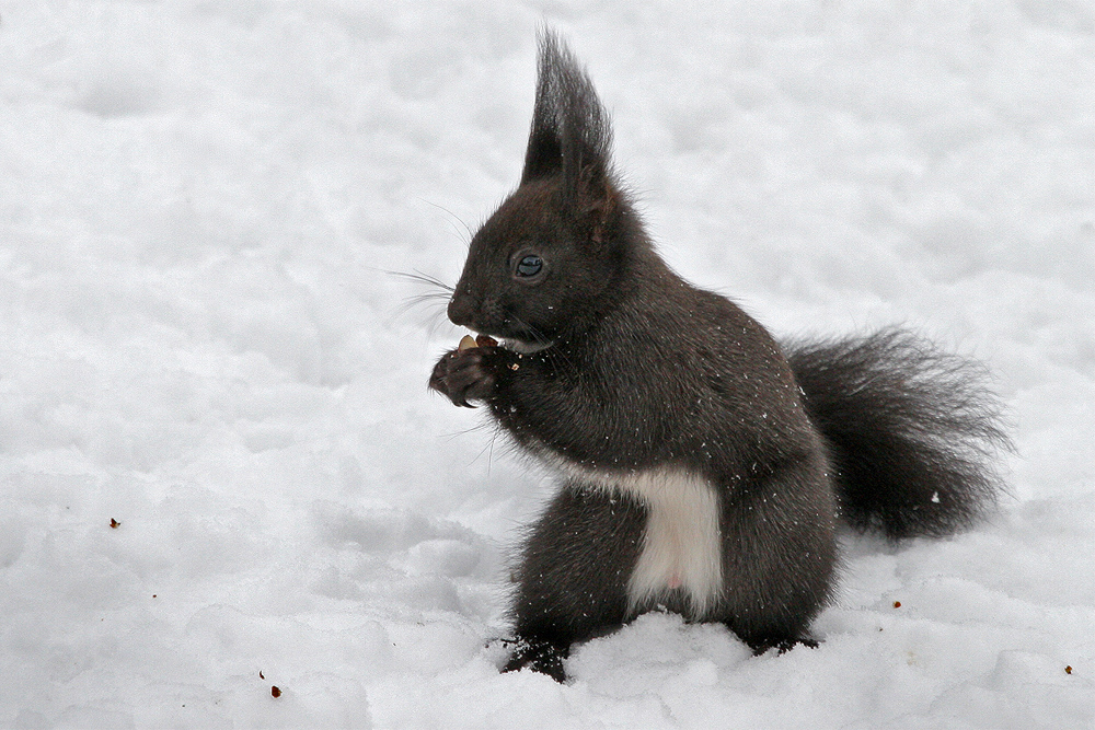 Schneehörnchen