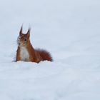 Schneehörnchen