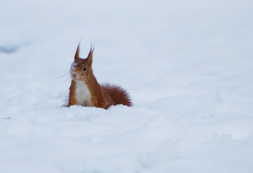 Schneehörnchen