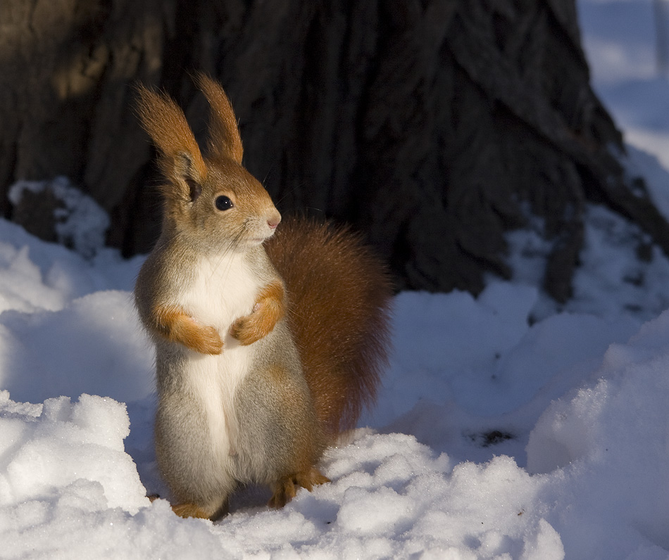 Schneehörnchen