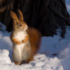 Schneehörnchen