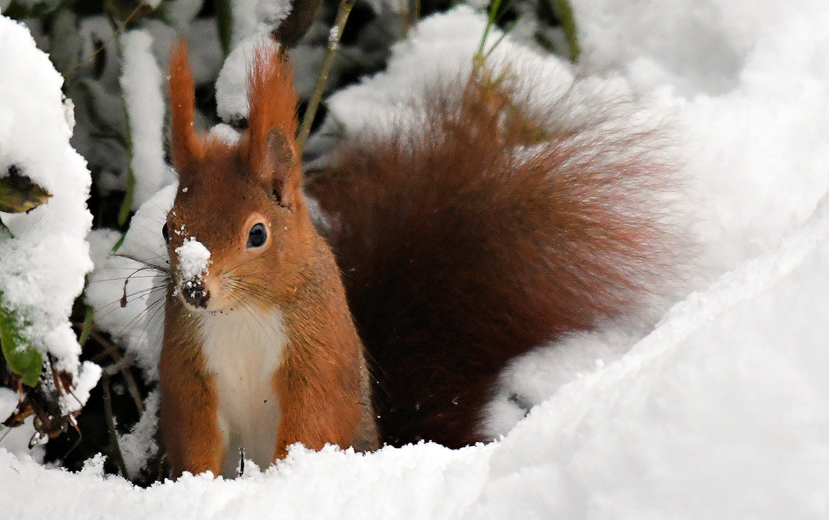 Schneehörnchen