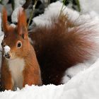 Schneehörnchen