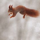 Schneehörnchen