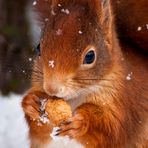 Schneehörnchen