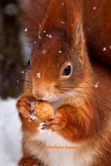 Schneehörnchen