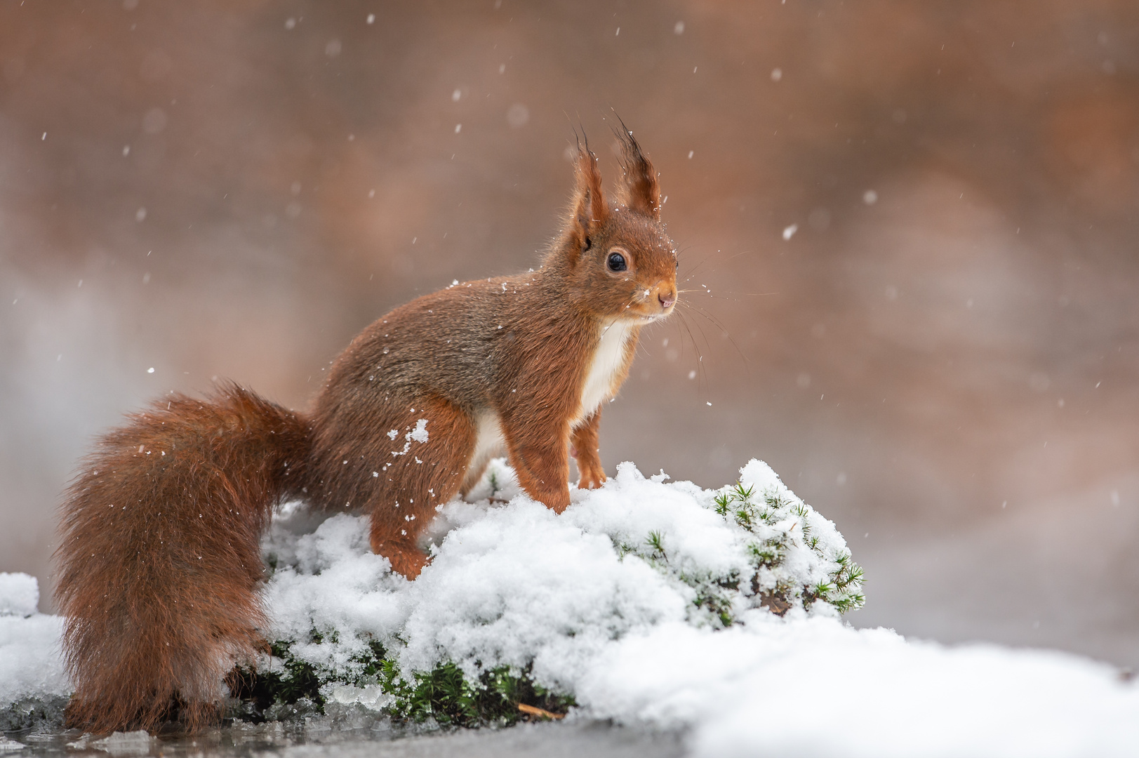 Schneehörnchen