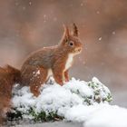 Schneehörnchen