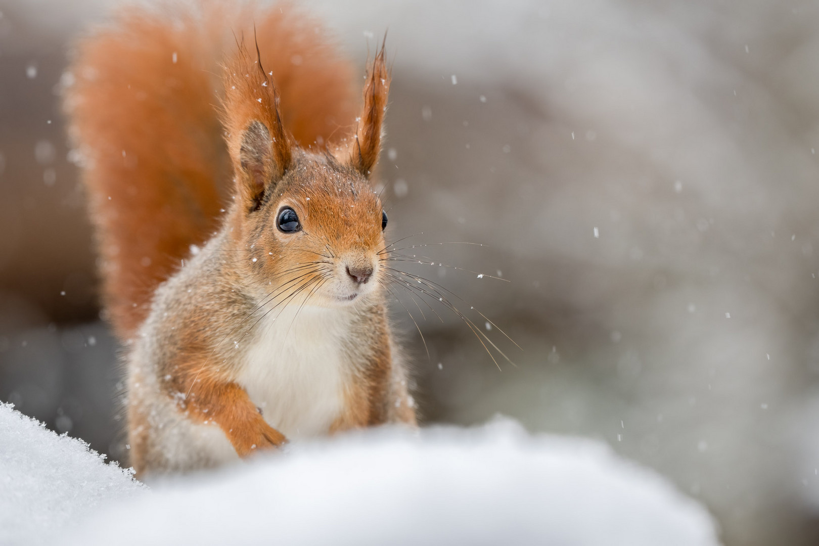 Schneehörnchen