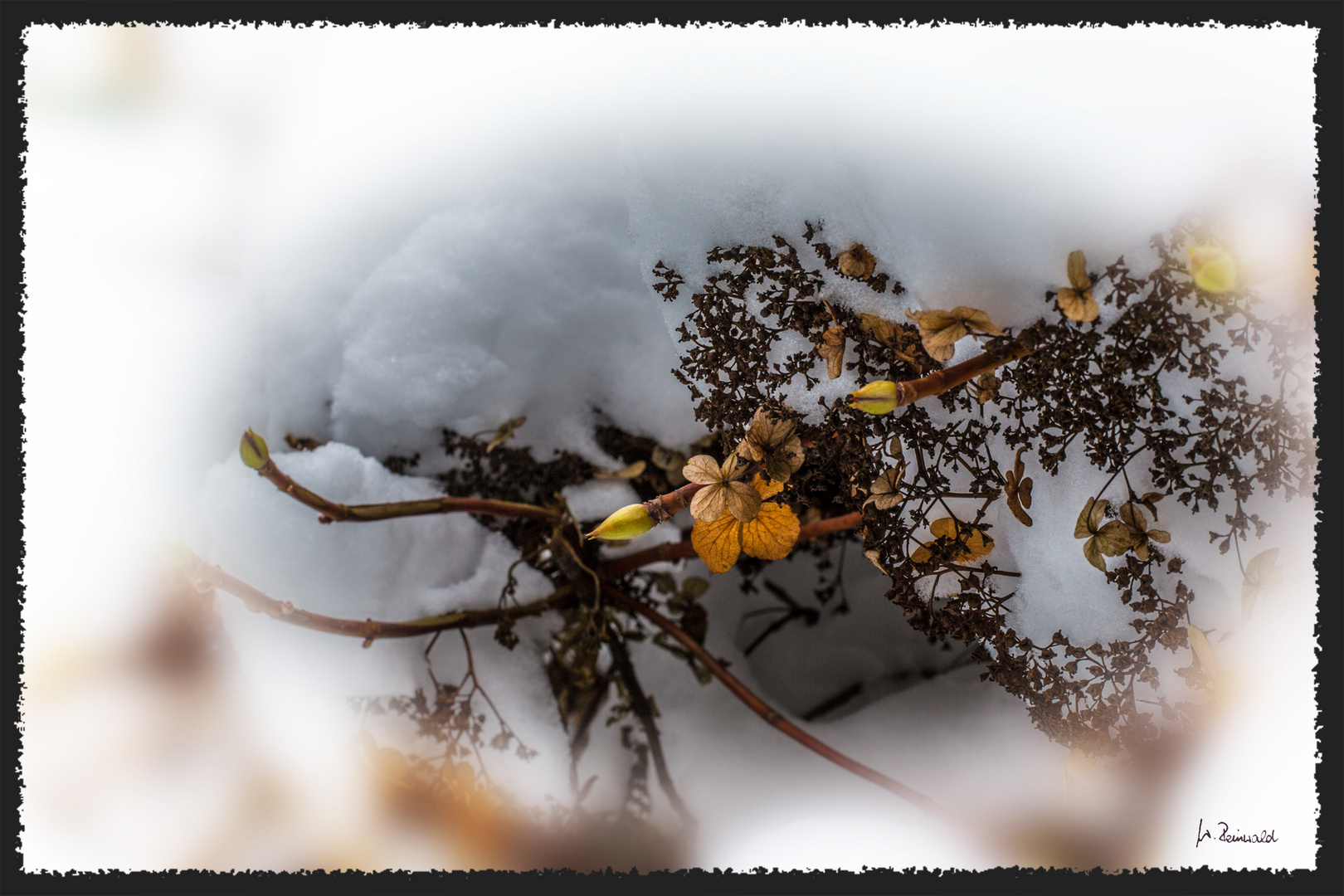 Schneehortensie 2