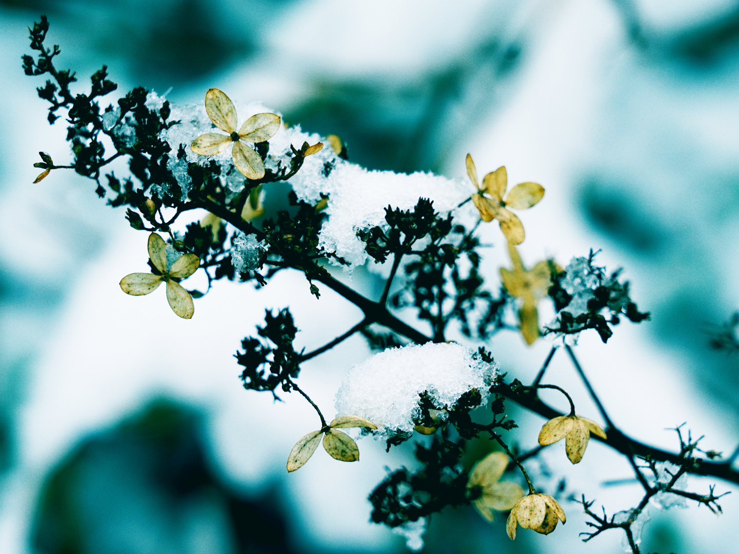 Schneehortensie