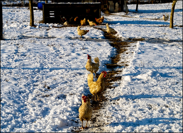 Schneehühner