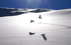 Schneehühner im Flug