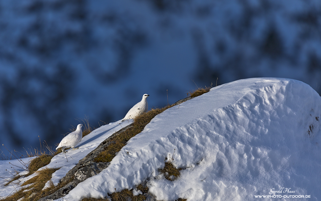 Schneehühner im Karwendel