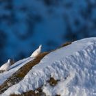 Schneehühner im Karwendel