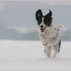 Schneehüpfer...