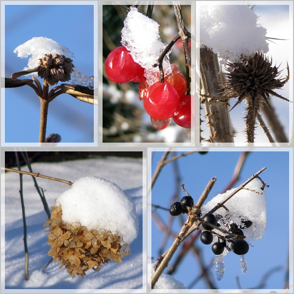 Schneehütchen