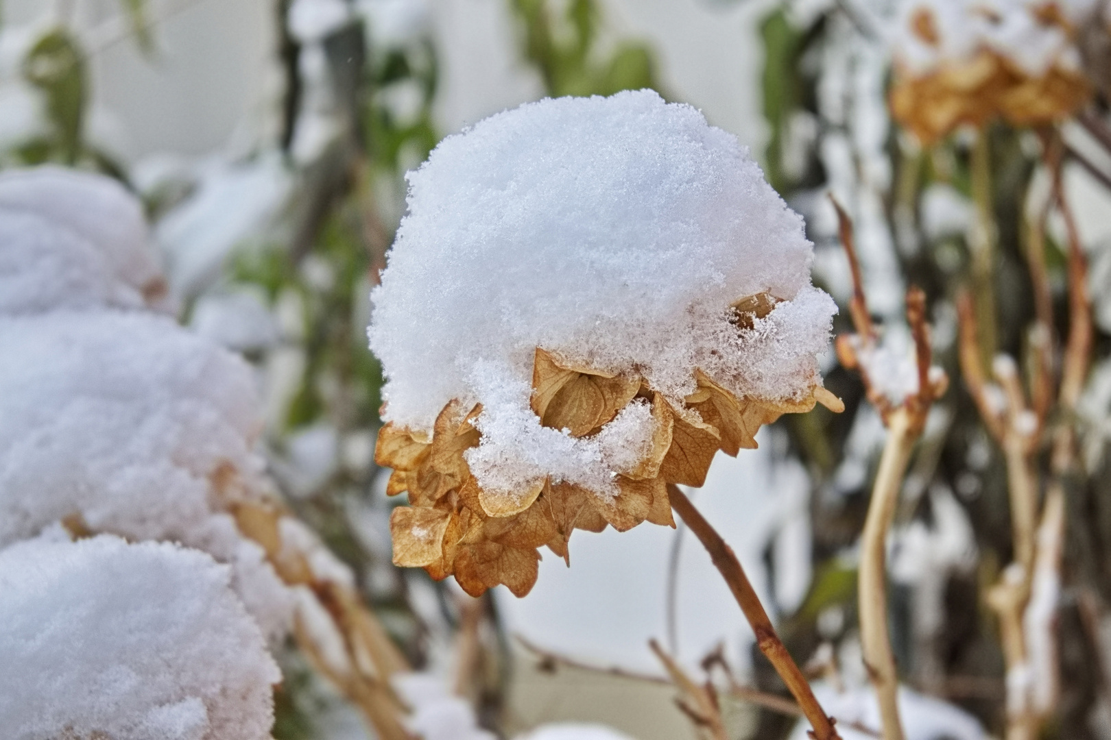 Schneehütchen