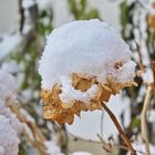 Schneehütchen