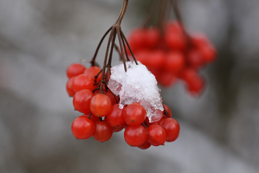 Schneehütchen