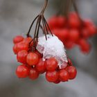 Schneehütchen