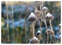 Schneehütchen.. von K.S. Fotografie 