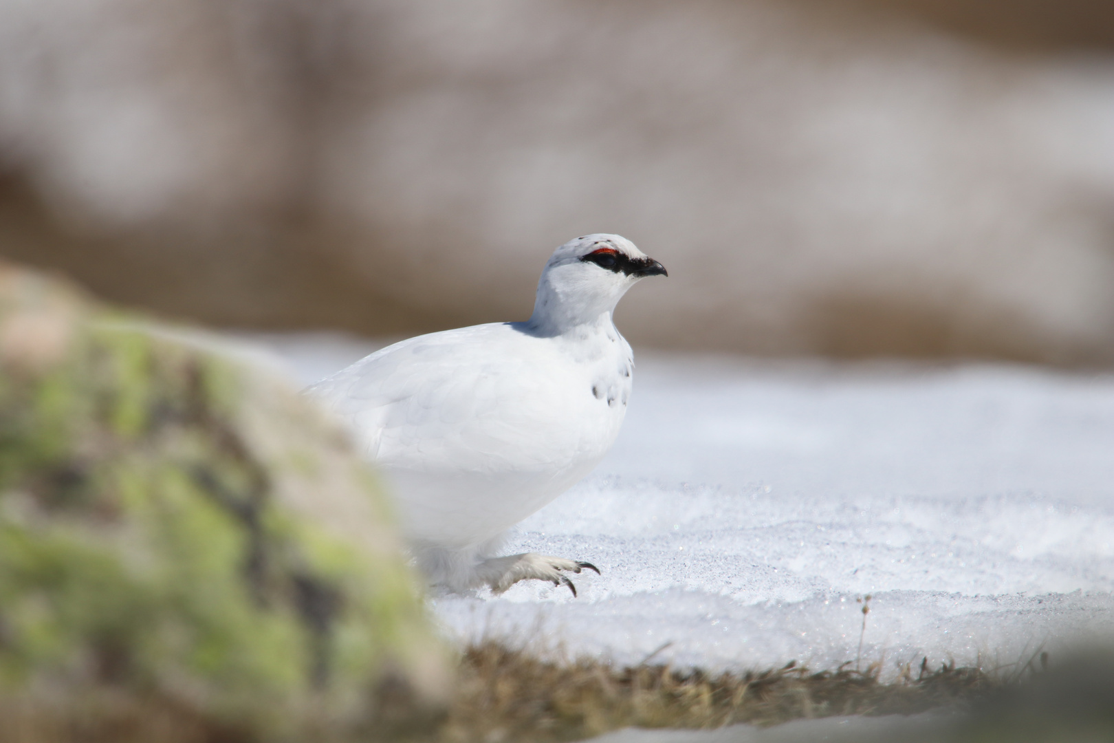 Schneehuhn 2019