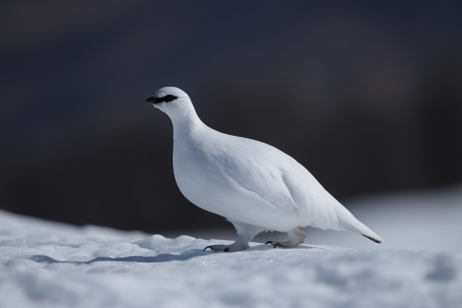 Schneehuhn