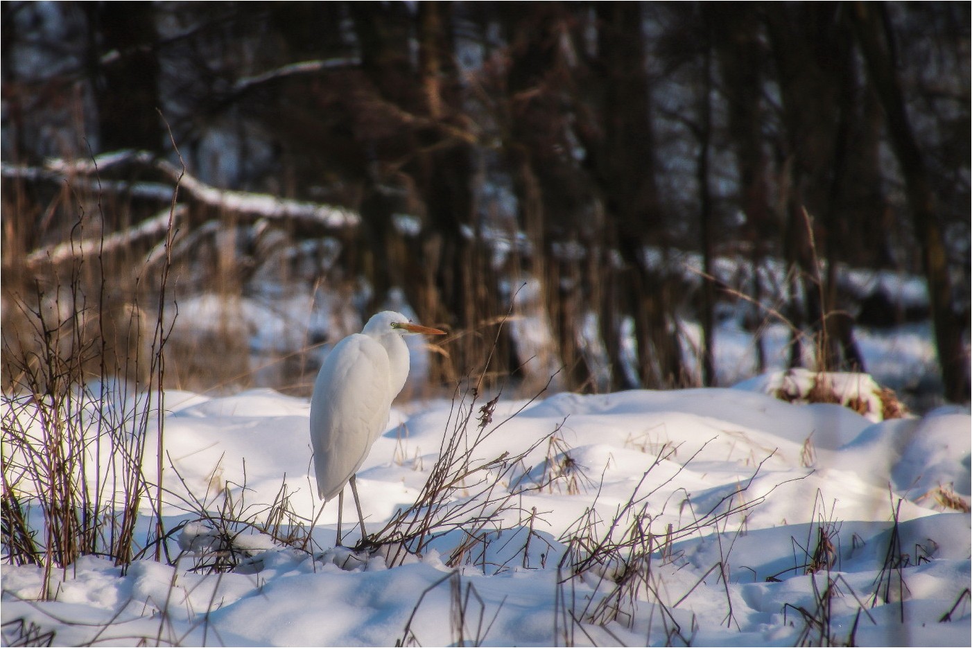 "Schneehuhn"